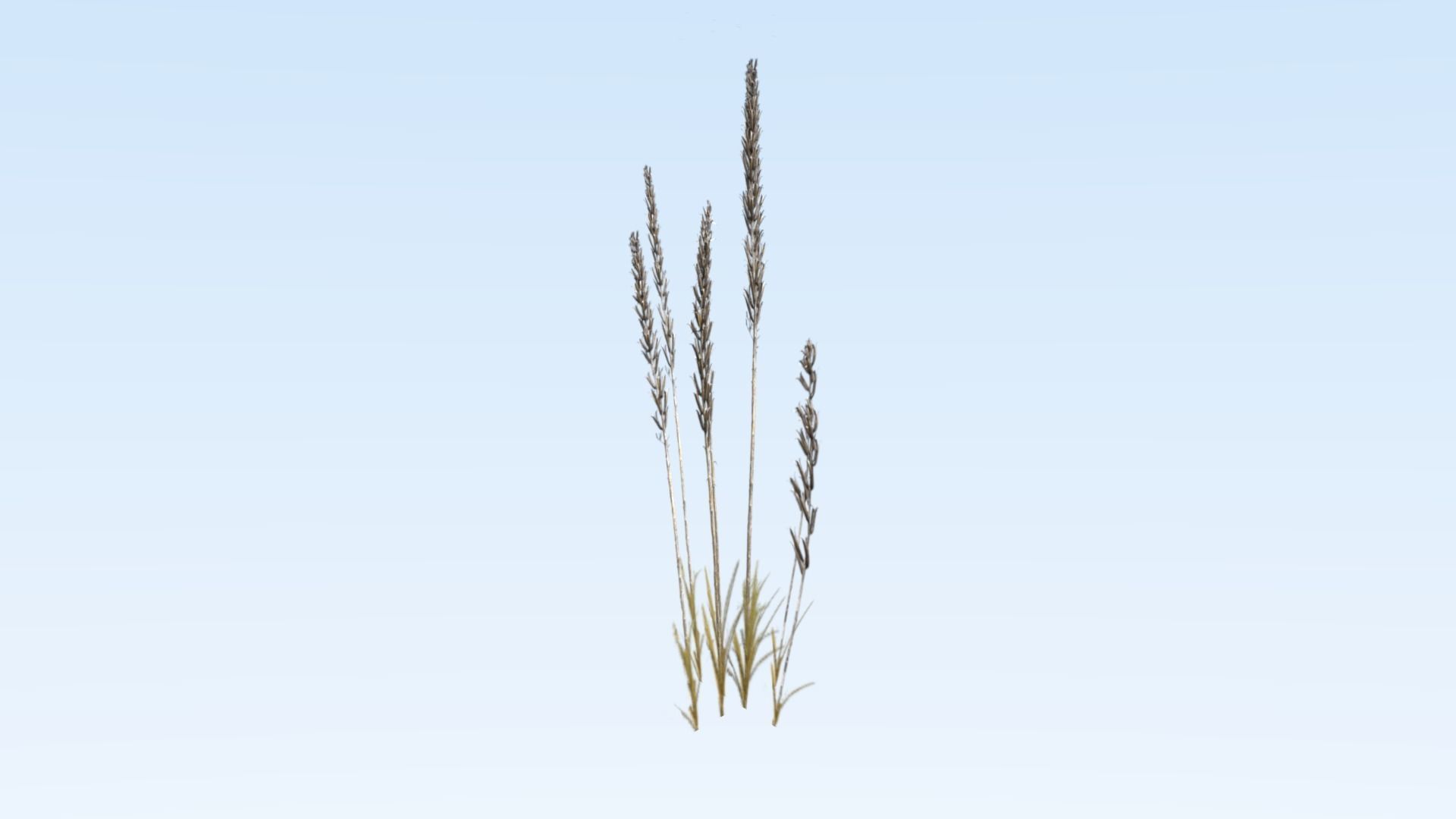 Cereals set lowpoly tall grass Low-poly 3D model_3