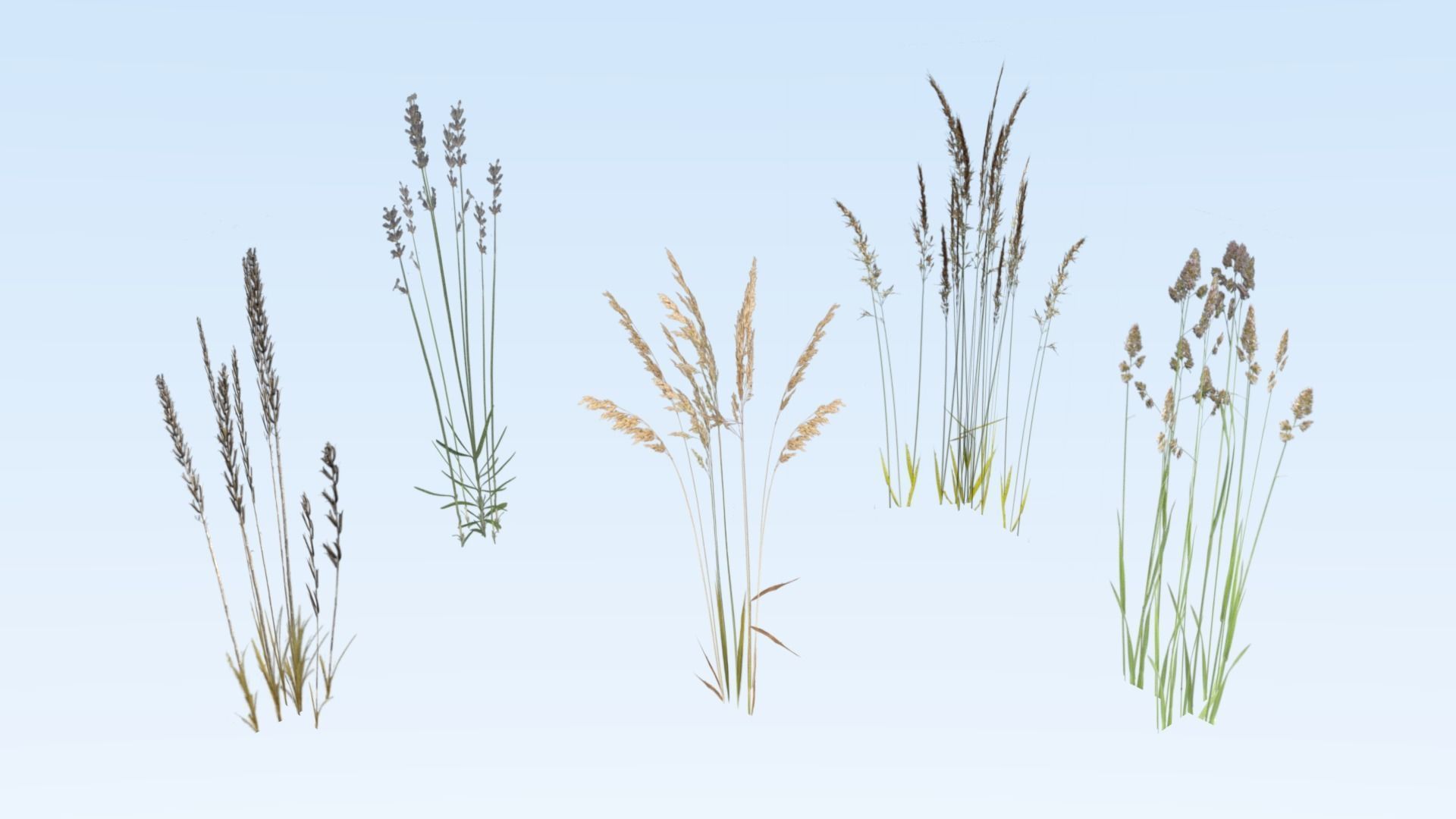 Cereals set lowpoly tall grass Low-poly 3D model_2
