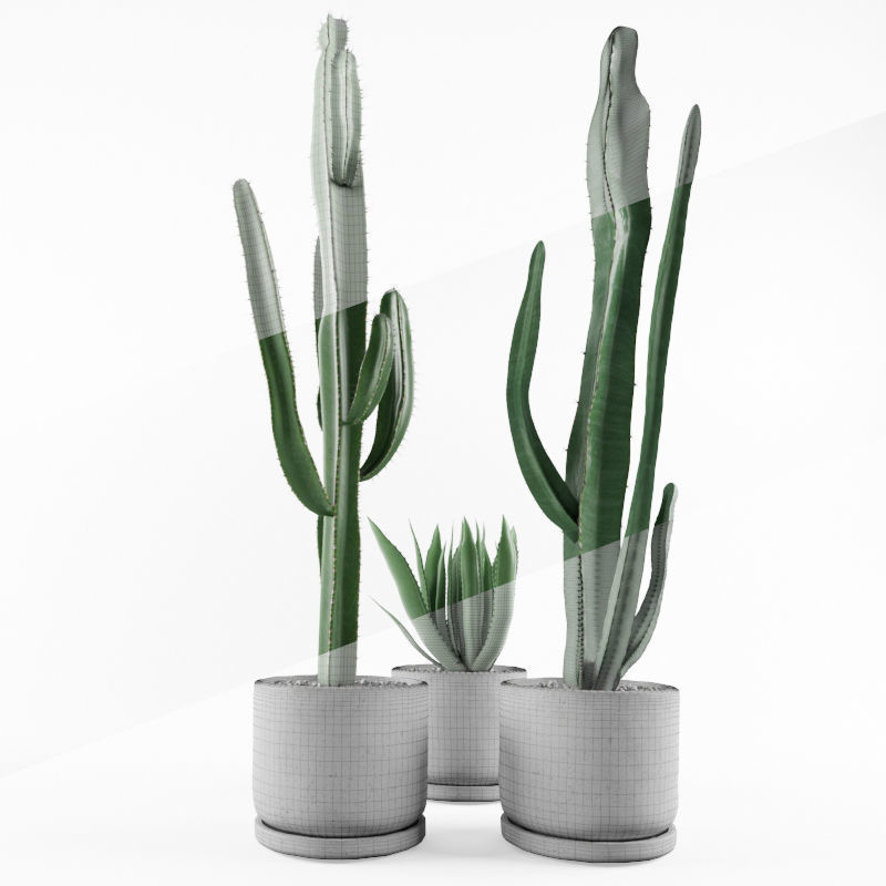 Cactus  in pots 3D model 3D model_2