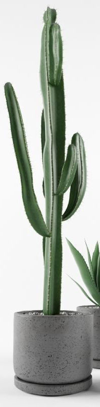 Cactus  in pots 3D model 3D model_5