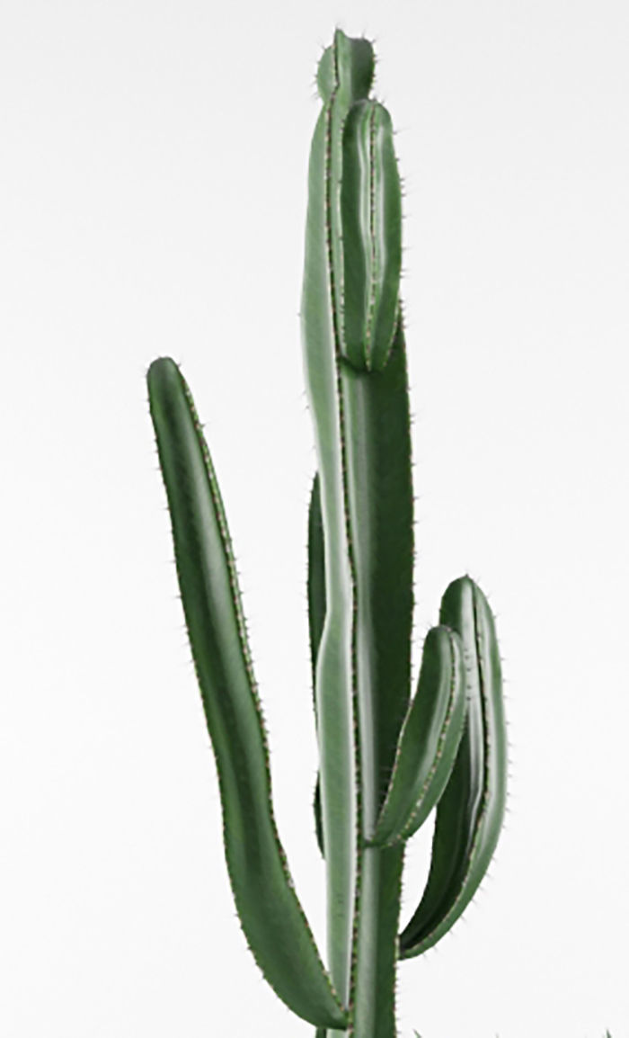 Cactus  in pots 3D model 3D model_1