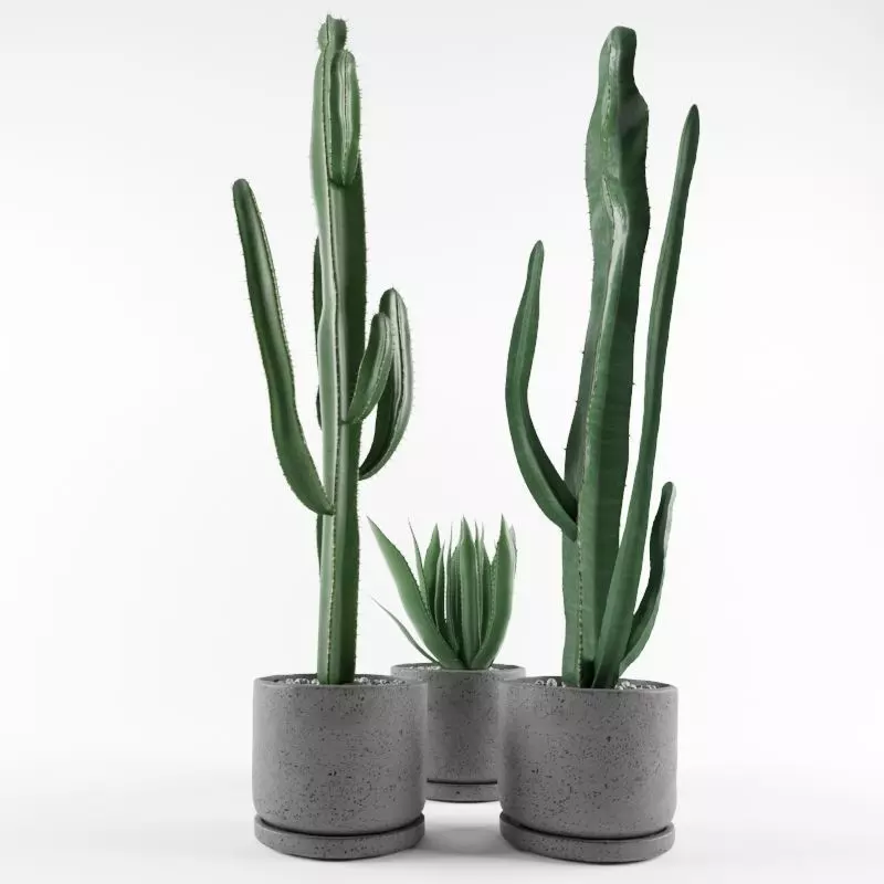 Cactus  in pots 3D model 3D model_0