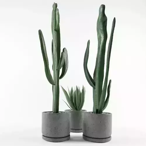 Cactus  in pots 3D model 3D model