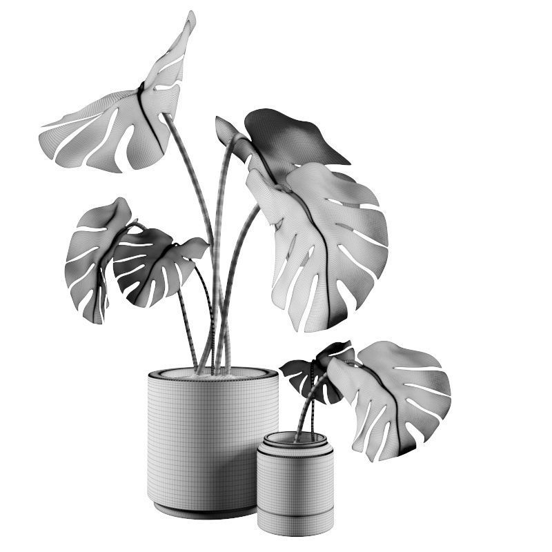 Monstera in Pot 3D model_1