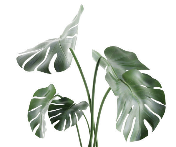Monstera in Pot 3D model_3