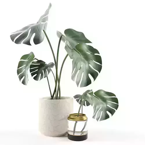 Monstera in Pot 3D model