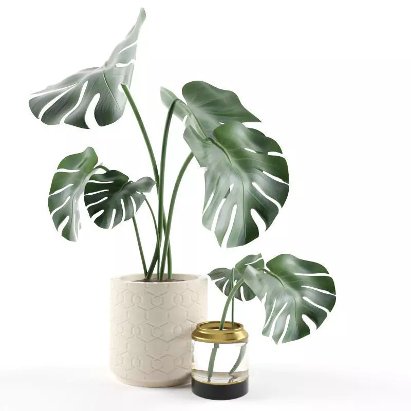 Monstera in Pot 3D model_0