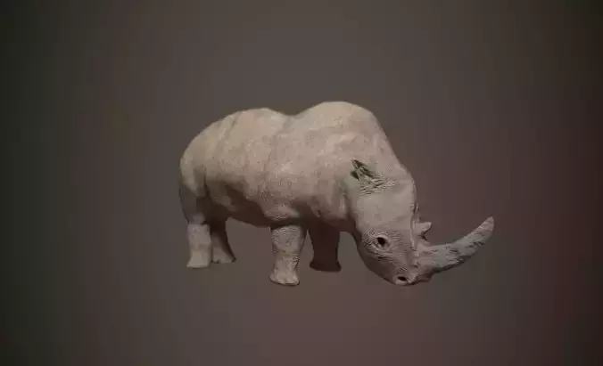 Animal rhinoceros