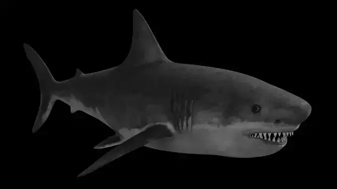 White Shark Low-poly 3D model