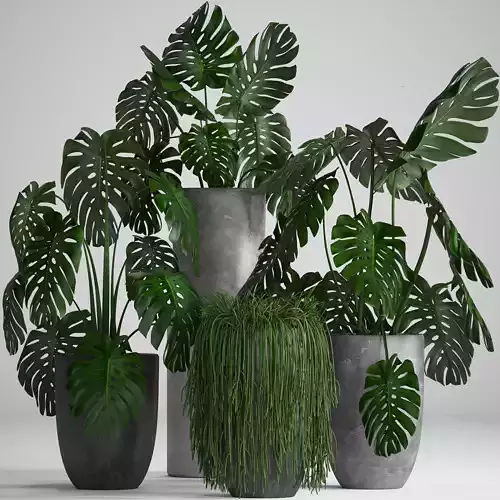 Collection Exotic plants
