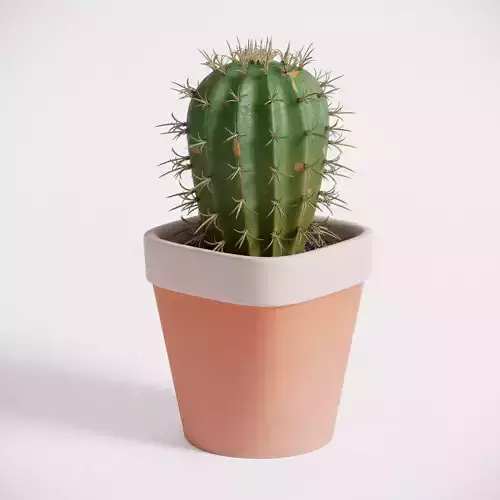 Cactus 3D model in pot