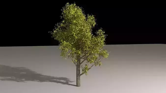 Houdini Tree Generator Asset