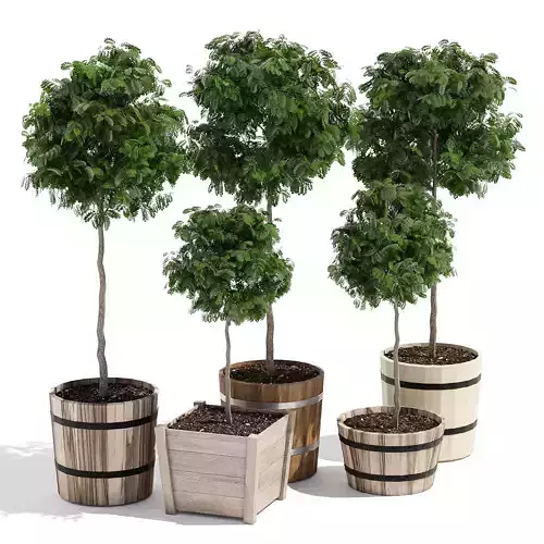 Acacia four potted trees in wooden barrels