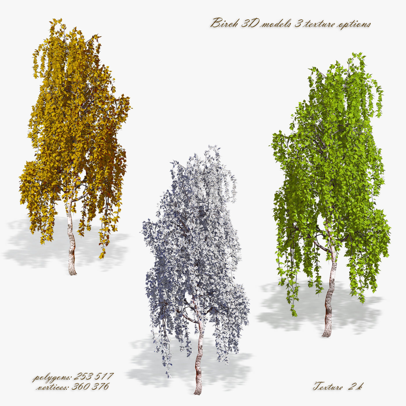 Birch Tree 02 3D model