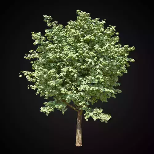 Maple tree 3D model