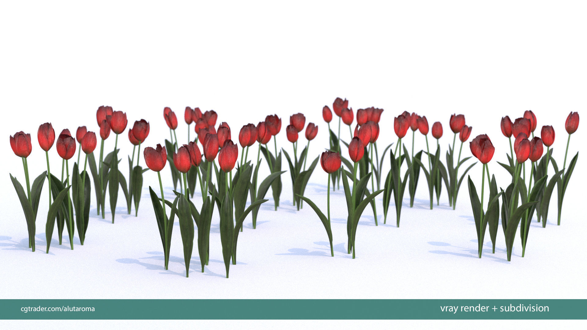 Tulips very LOW POLY detailed textures 63 variations Low-poly 3D model_9