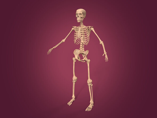 Human Skeleton -- Anatomy 3D model
