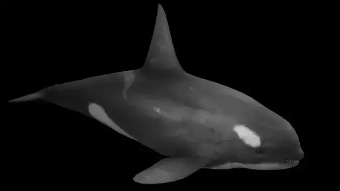 Killer Whale Low-poly 3D model