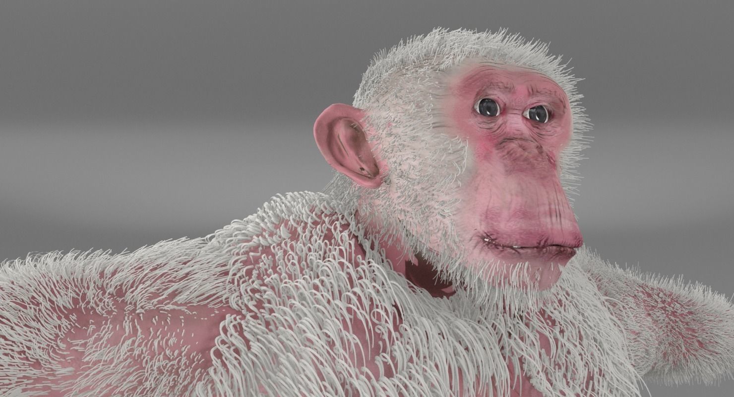 Albino Chimpanzee 3D model_3