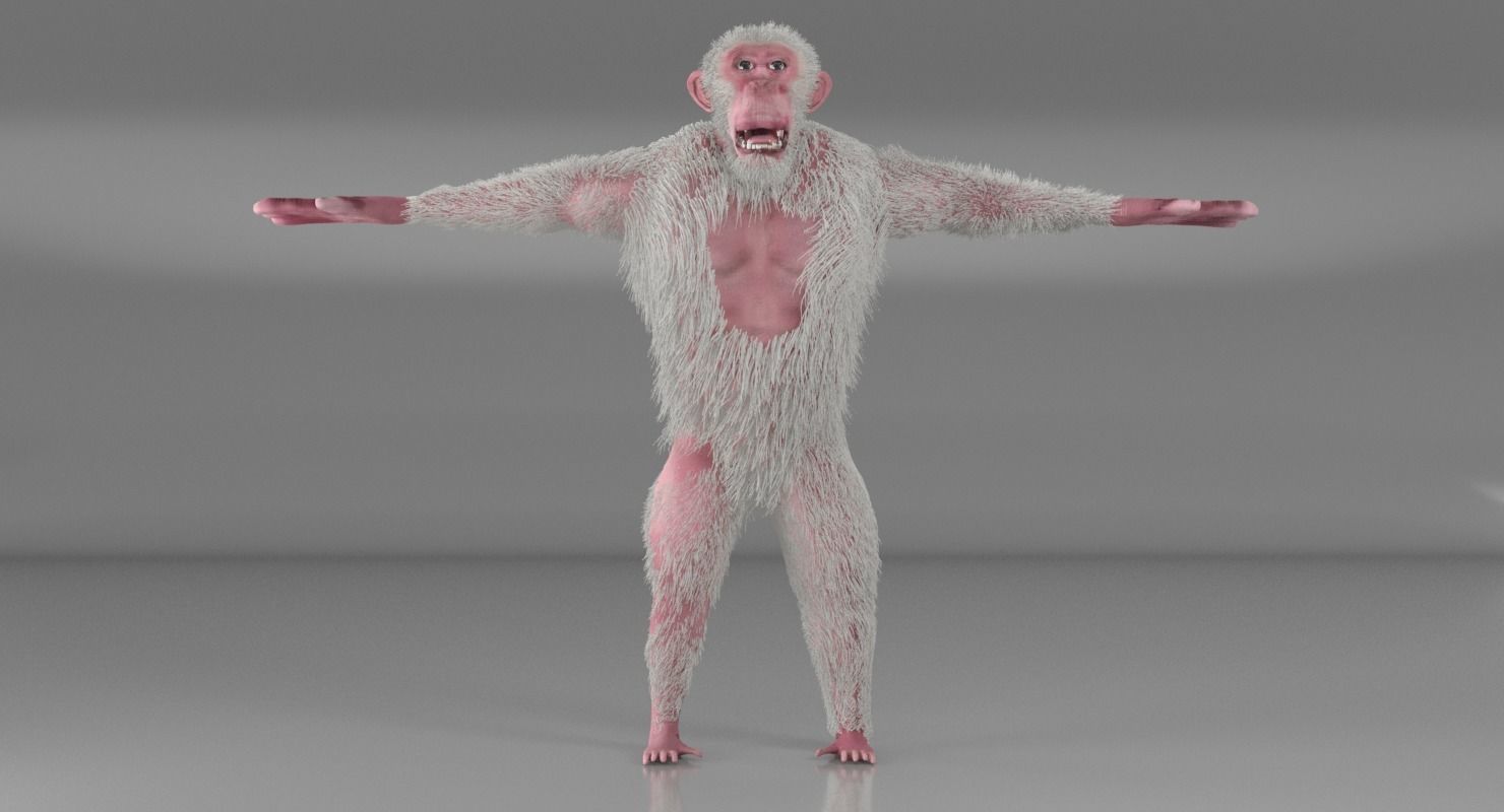 Albino Chimpanzee 3D model_4