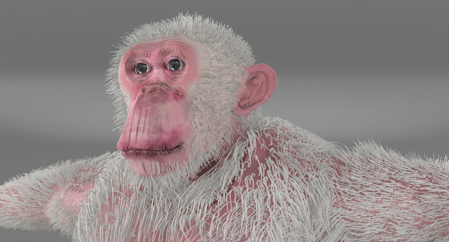 Albino Chimpanzee 3D model_2