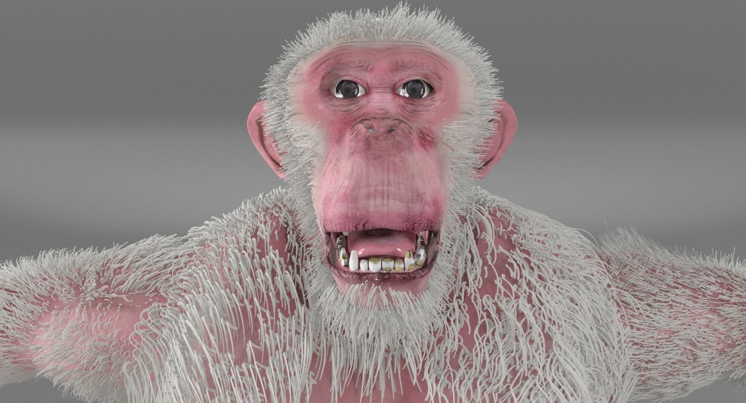 Albino Chimpanzee 3D model_1