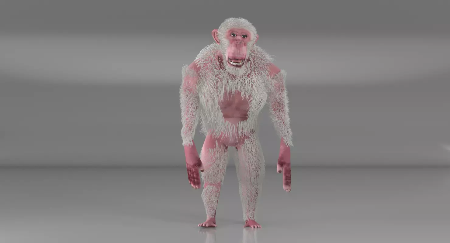 Albino Chimpanzee 3D model_0