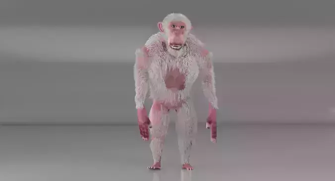 Albino Chimpanzee 3D model