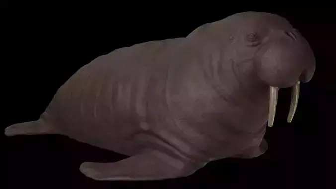 Walrus Low-poly 3D model