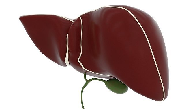 Human Liver Low-poly 3D model