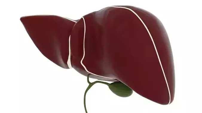 Human Liver Low-poly 3D model