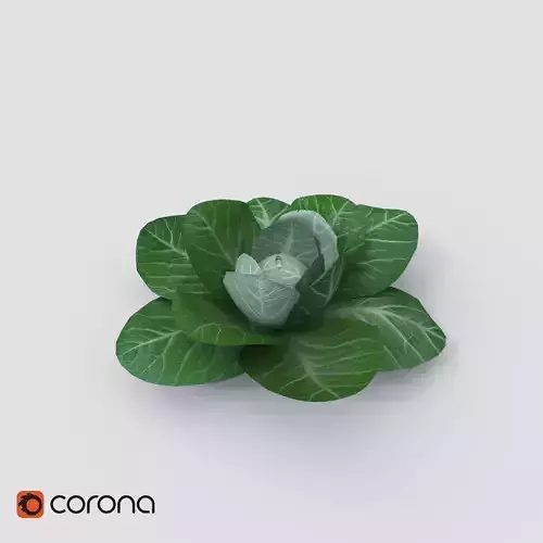 cabbage