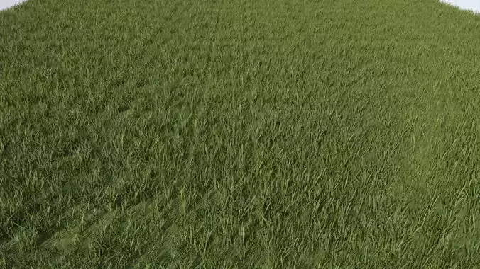 Grass