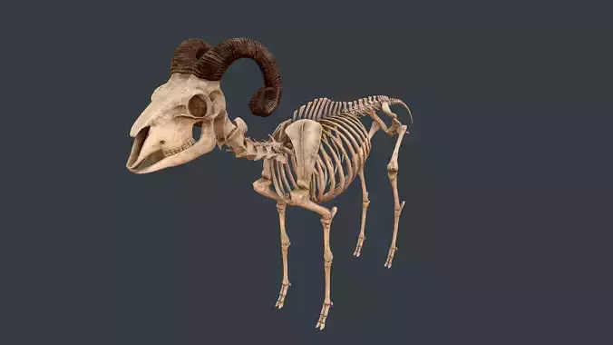 Sheep skeleton Low-poly 3D model