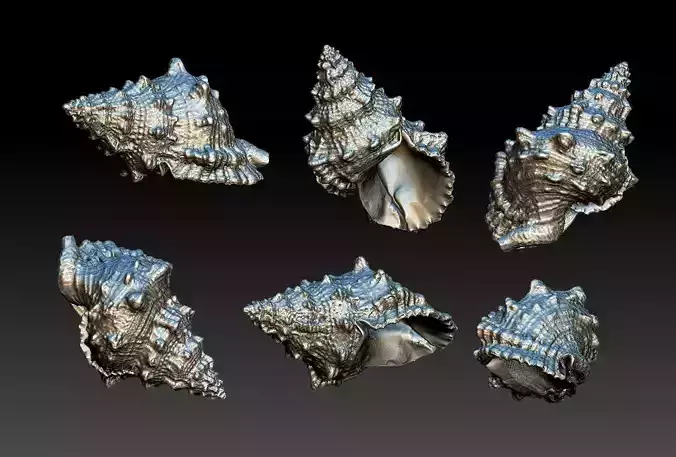 Shell silver shells 3D print model