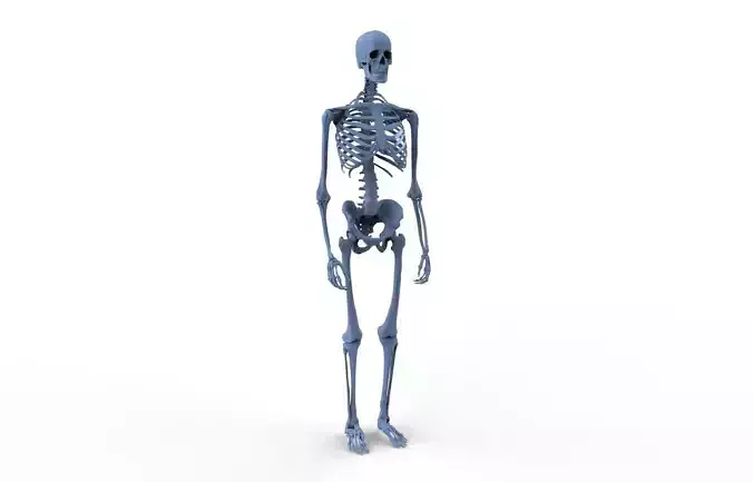 human skeleton