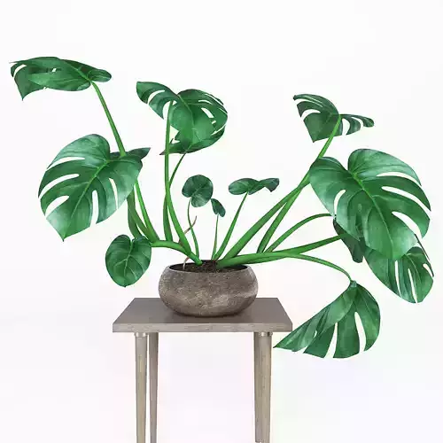 Monstera plant