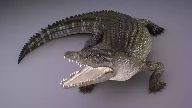 Nile Crocodile 3D model