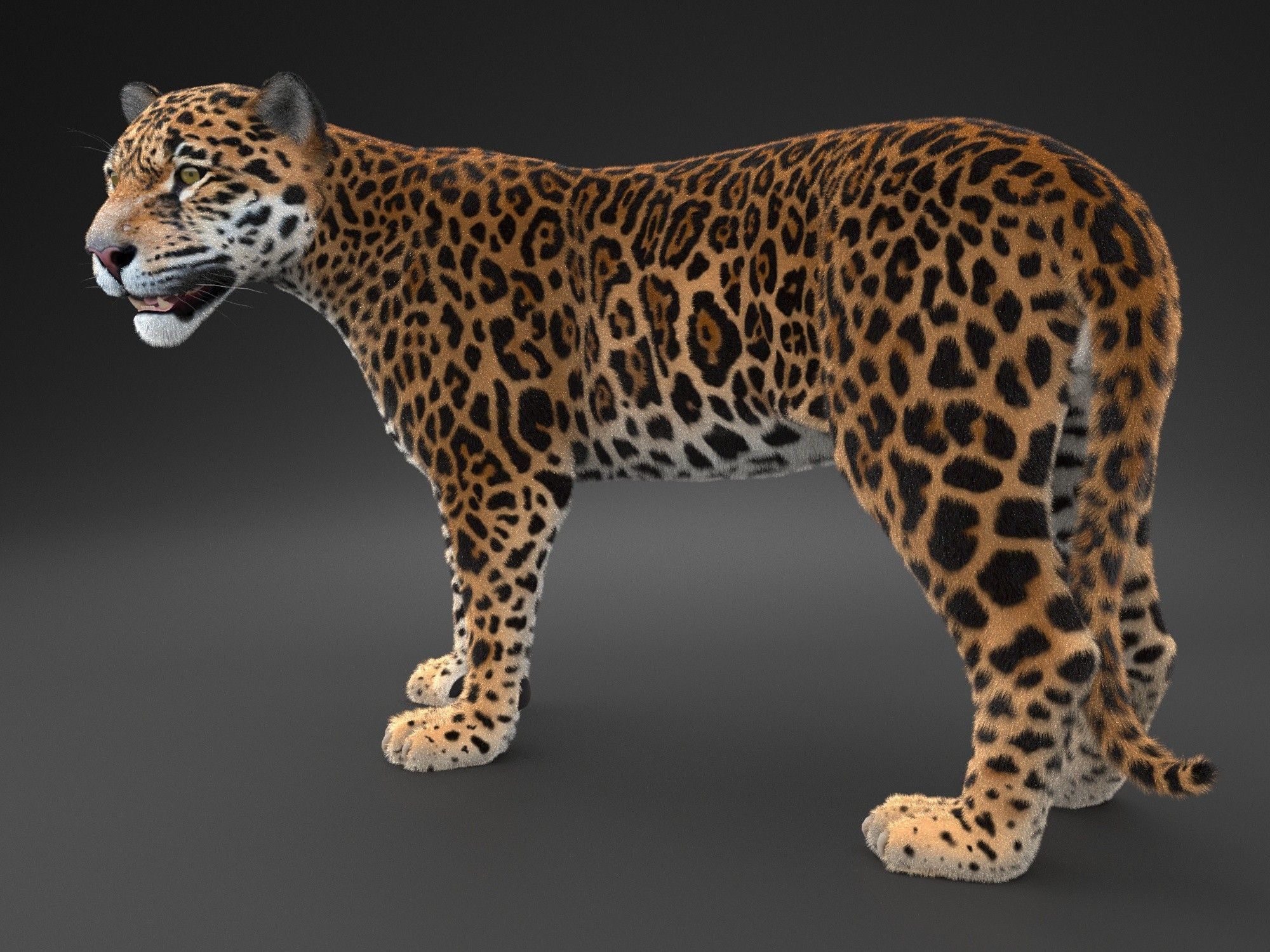 Panthera Onca - American Jaguar 3D model_2