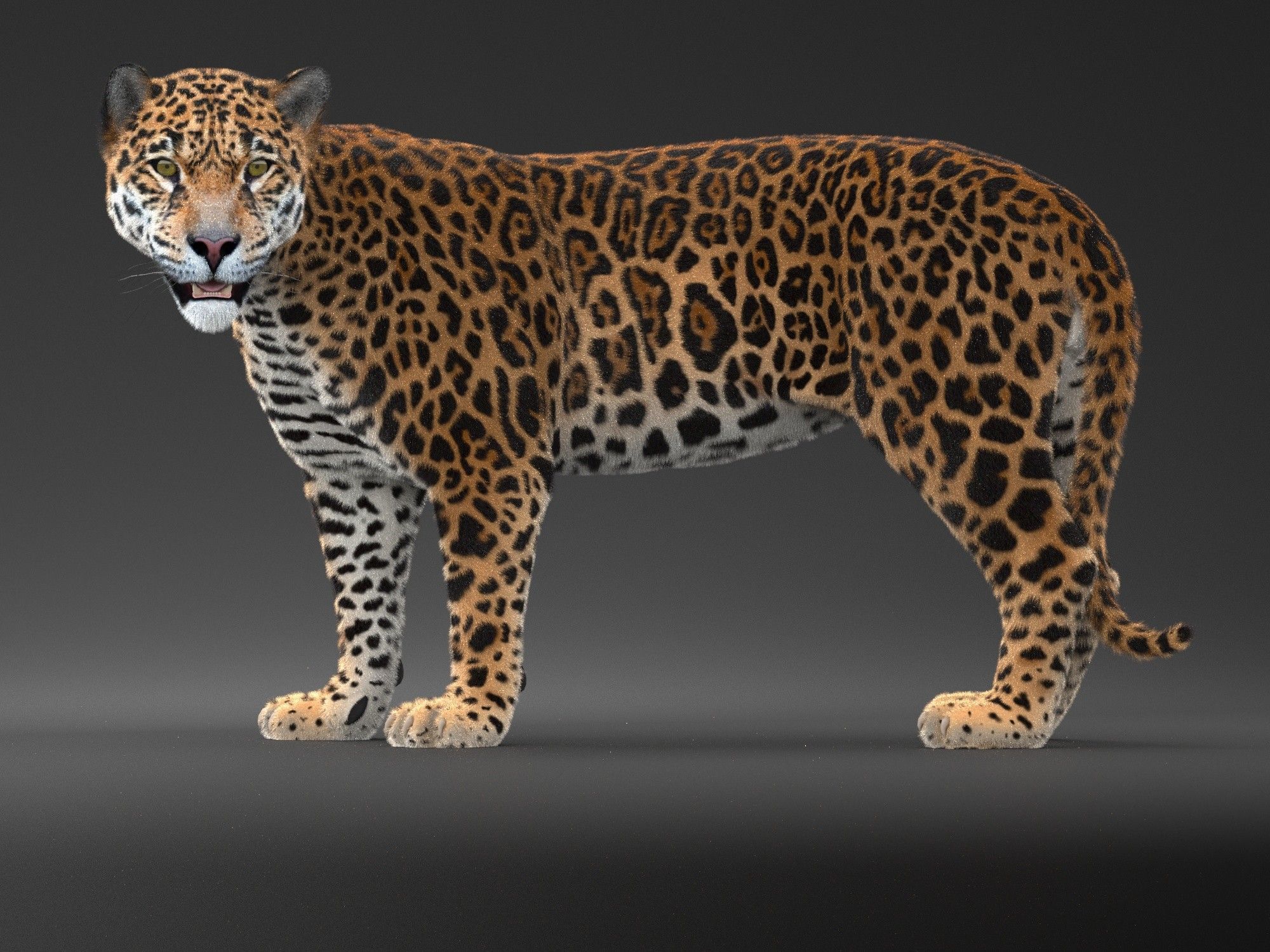 Panthera Onca - American Jaguar 3D model_6