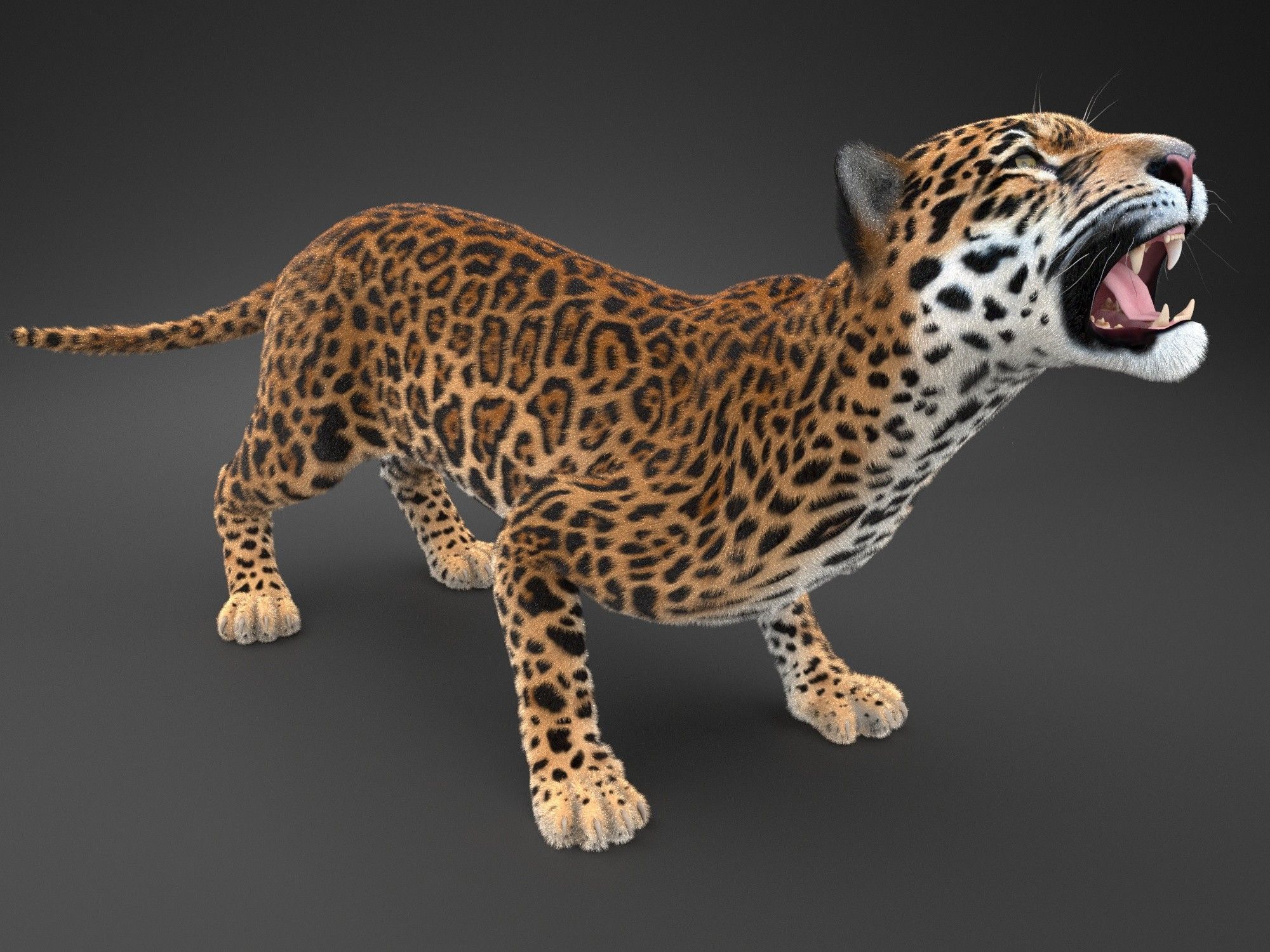 Panthera Onca - American Jaguar 3D model_13