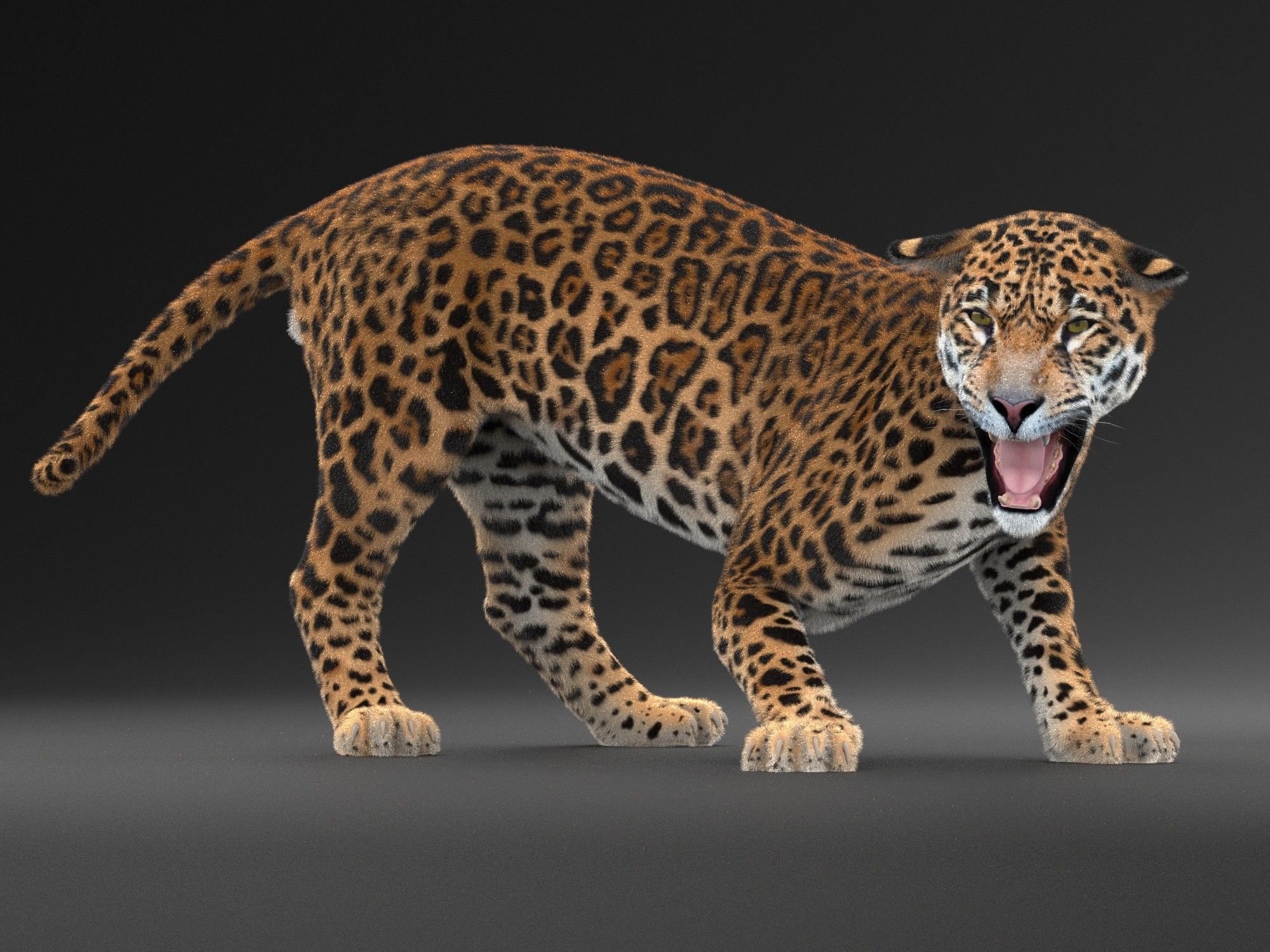 Panthera Onca - American Jaguar 3D model_8
