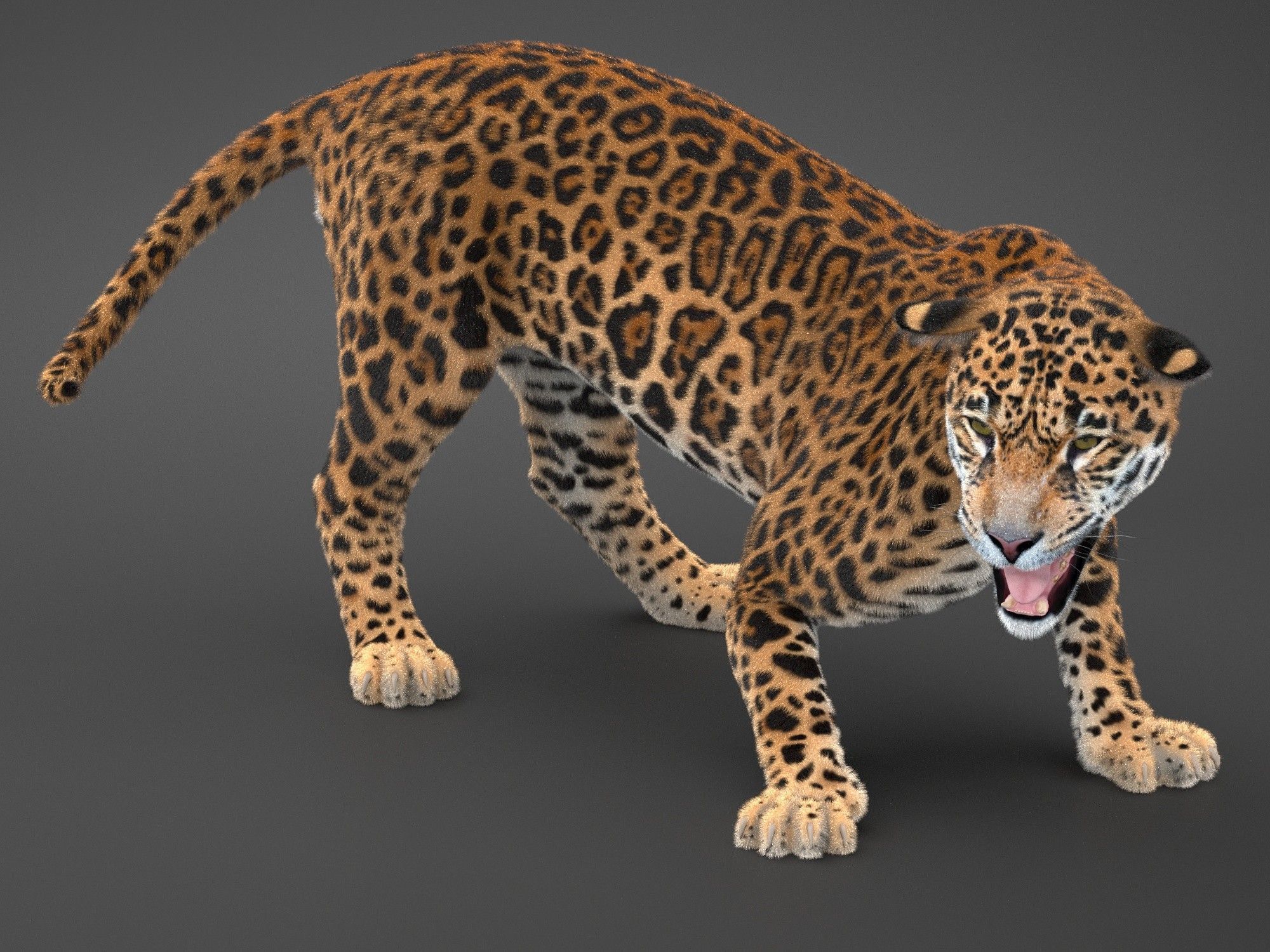 Panthera Onca - American Jaguar 3D model_4