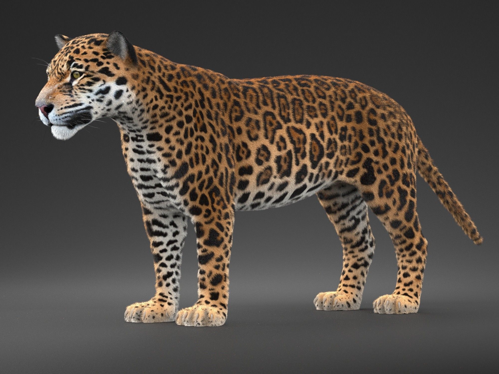 Panthera Onca - American Jaguar 3D model_10