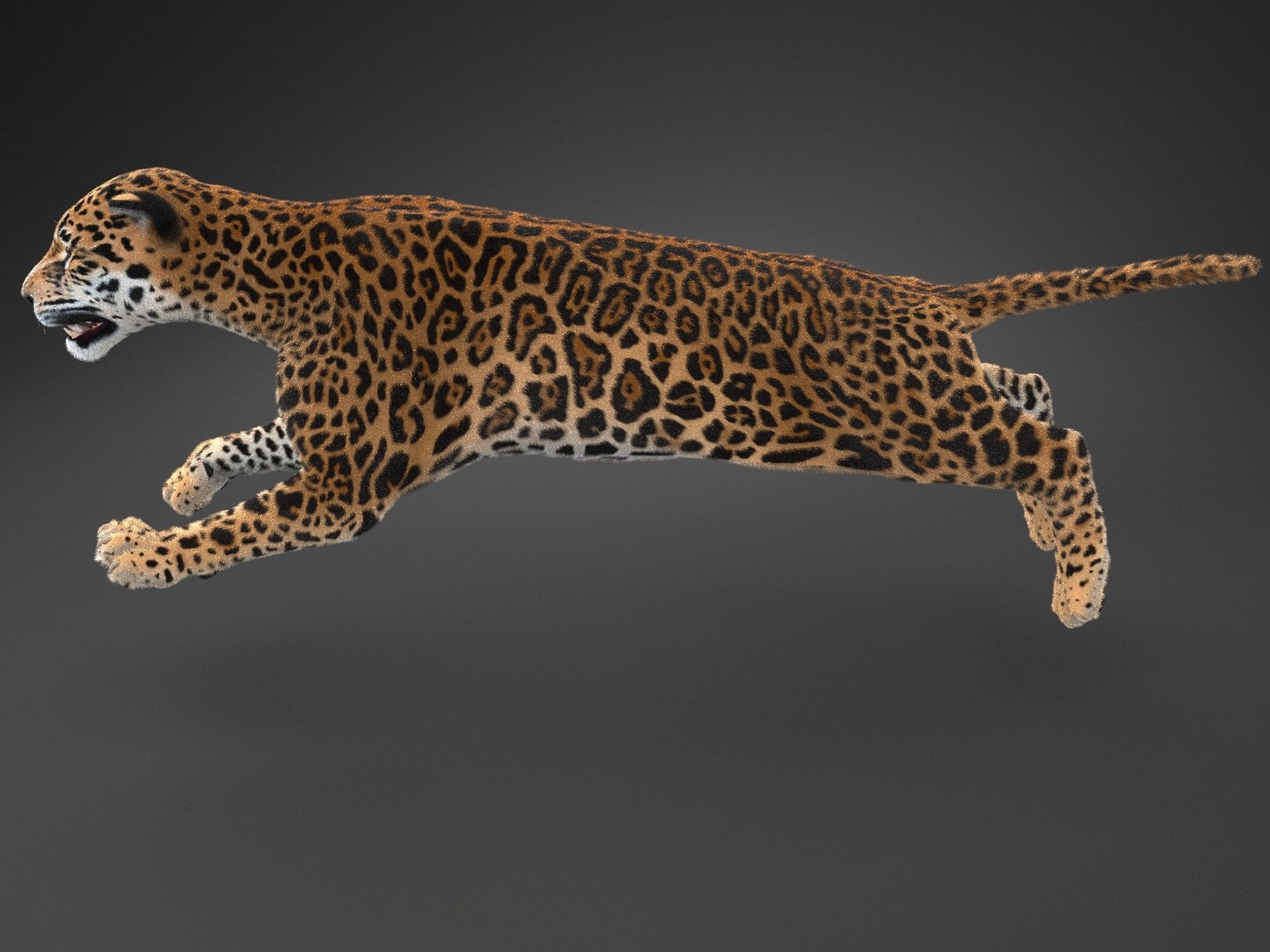 Panthera Onca - American Jaguar 3D model_15