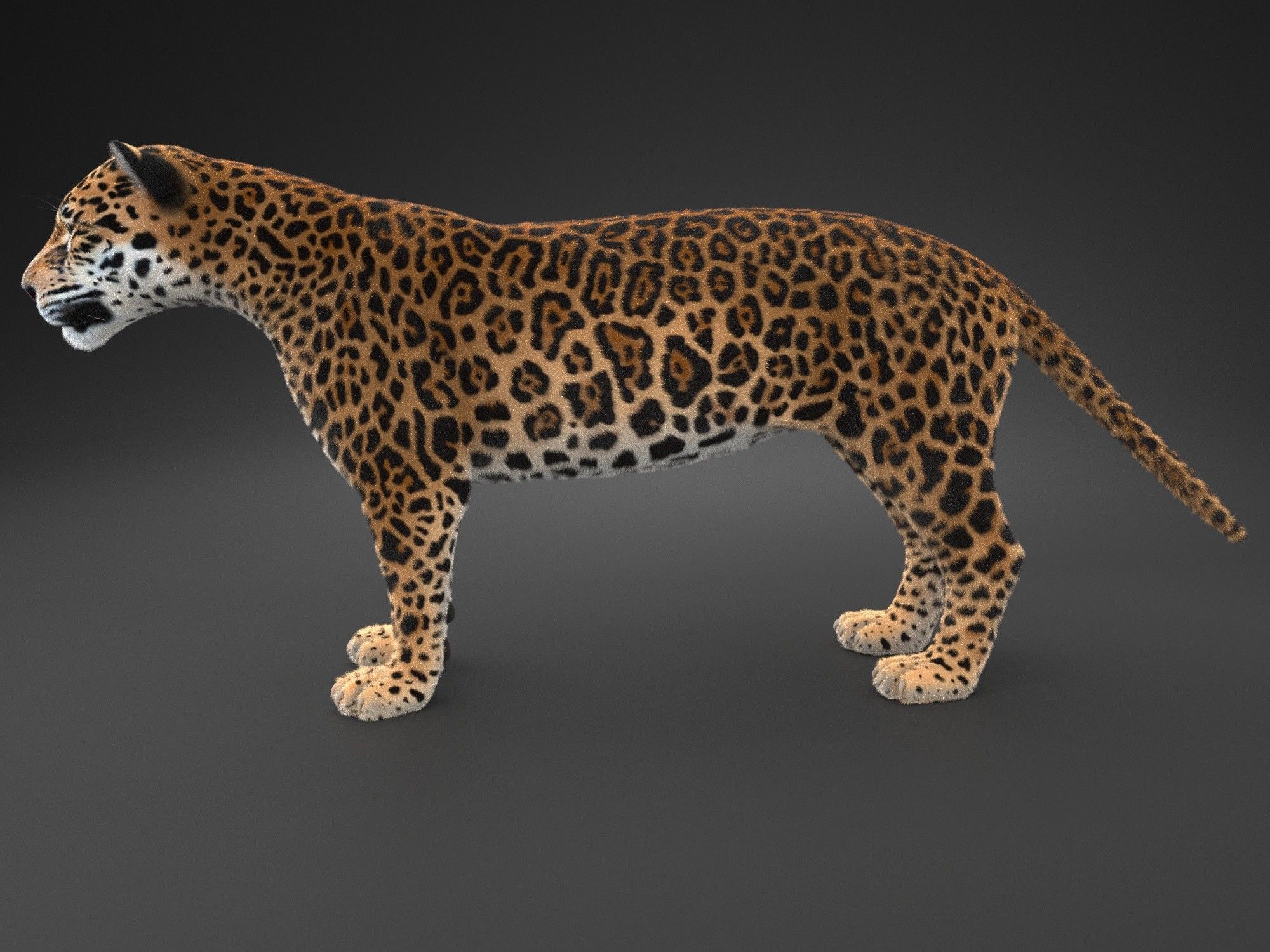 Panthera Onca - American Jaguar 3D model_14