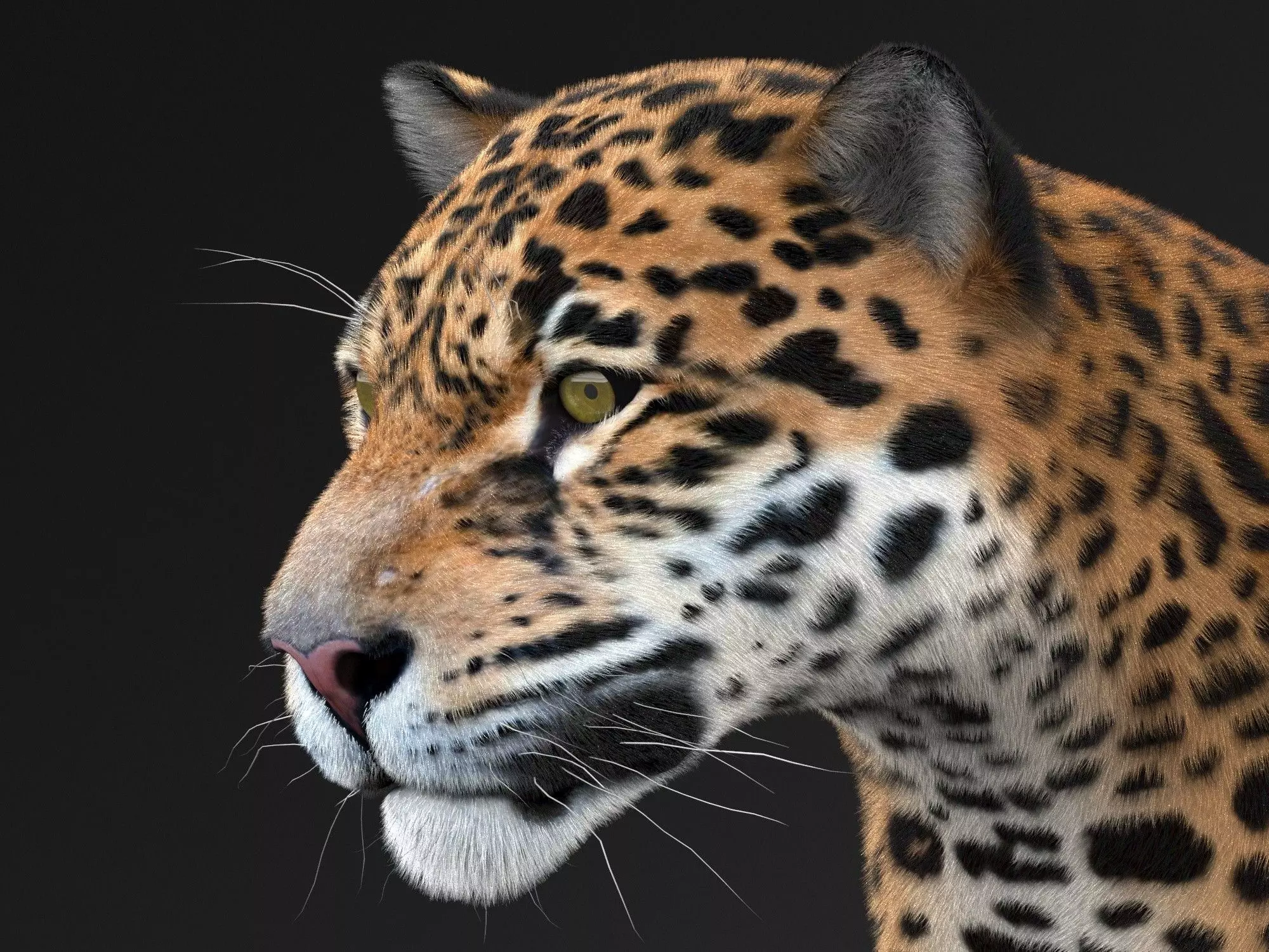 Panthera Onca - American Jaguar 3D model_0