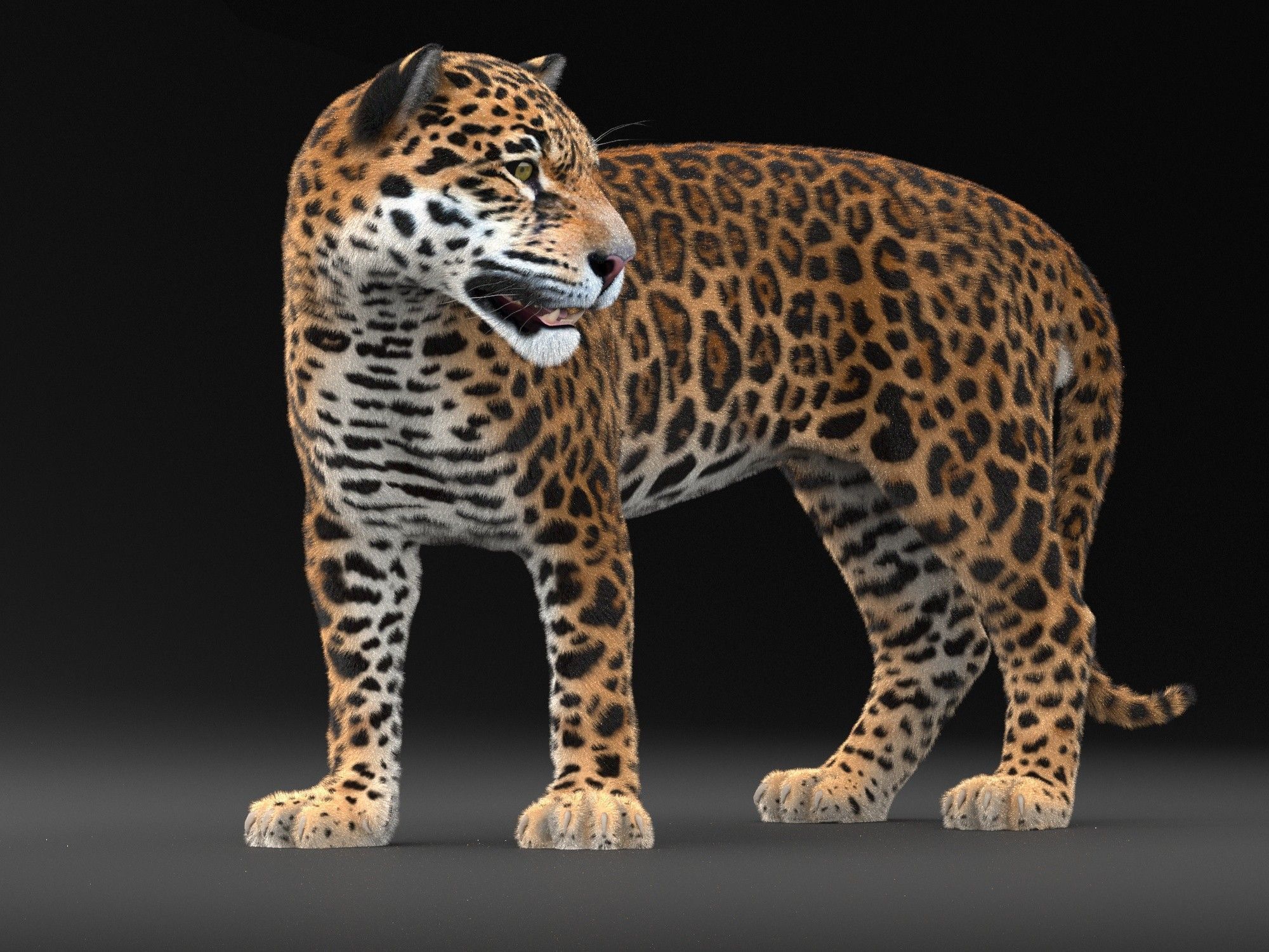 Panthera Onca - American Jaguar 3D model_9