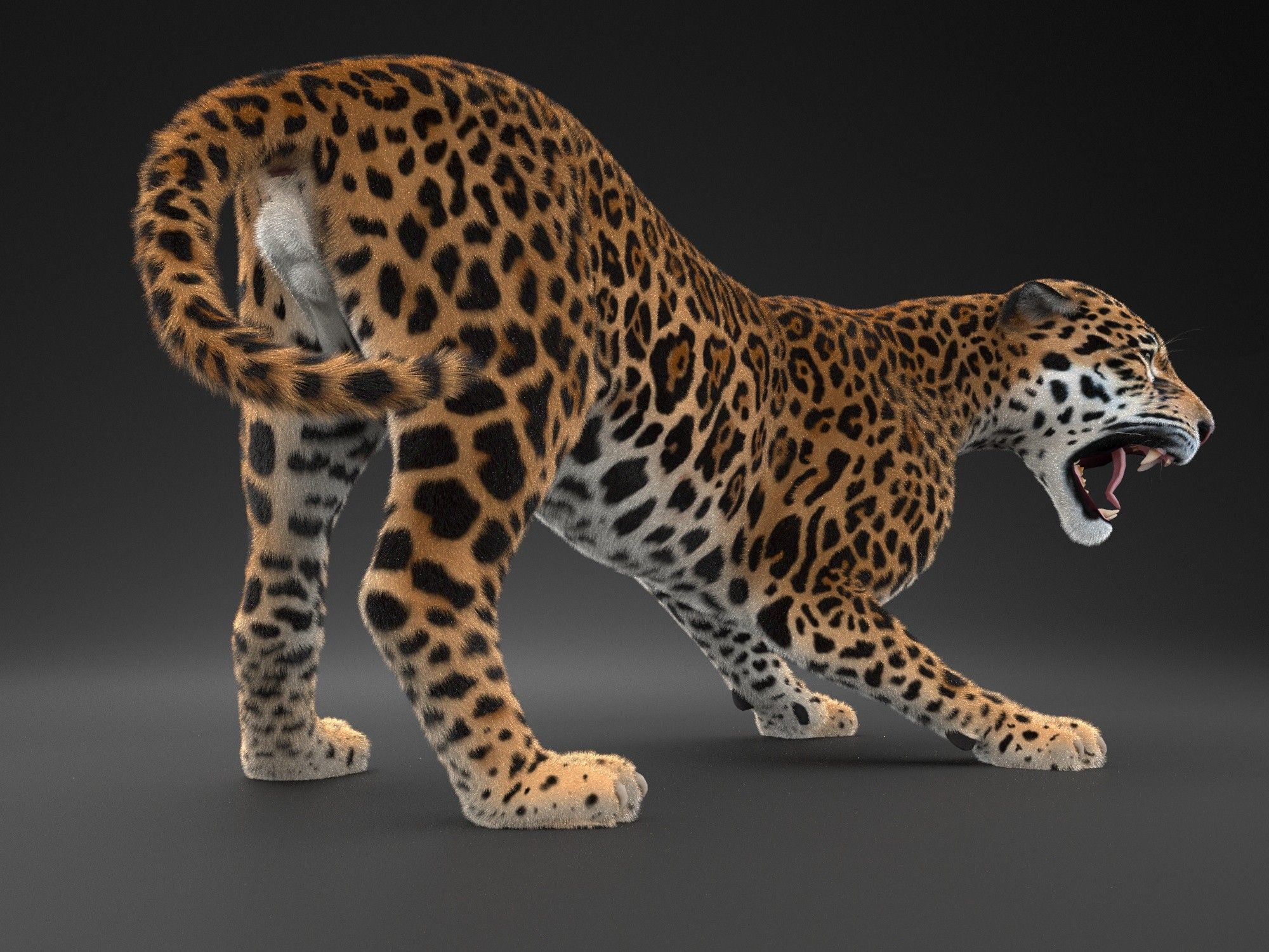 Panthera Onca - American Jaguar 3D model_11