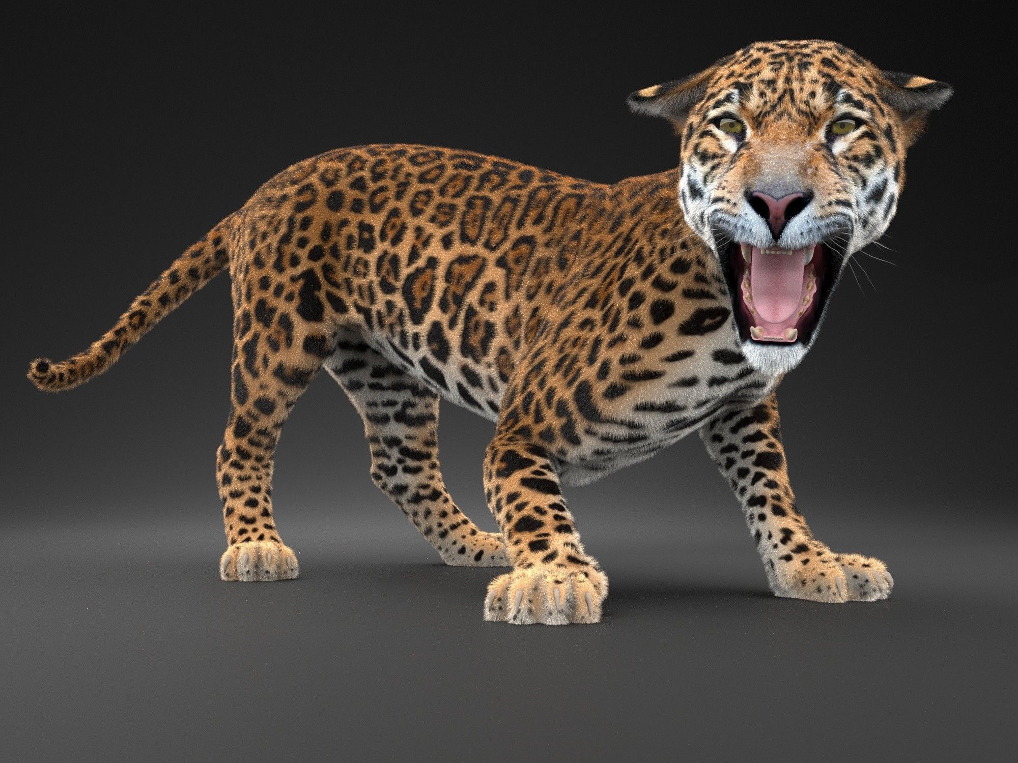 Panthera Onca - American Jaguar 3D model_7